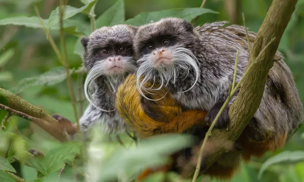 Discover Diverse Wildlife this Easter with Immersive Animal Experiences at Banham Zoo Norwich