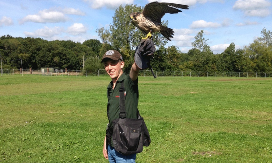 Image 5: Falconry Experience