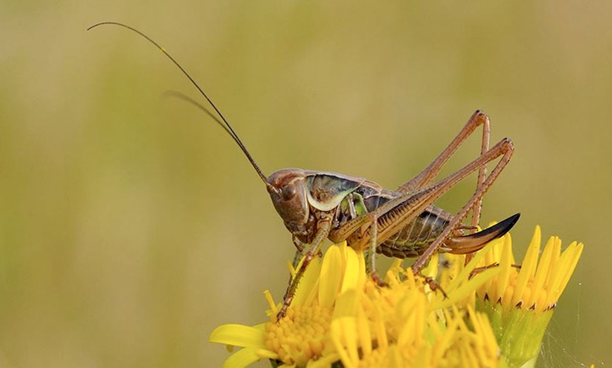 Image 8: Warwickshire Wildlife Trust Membership