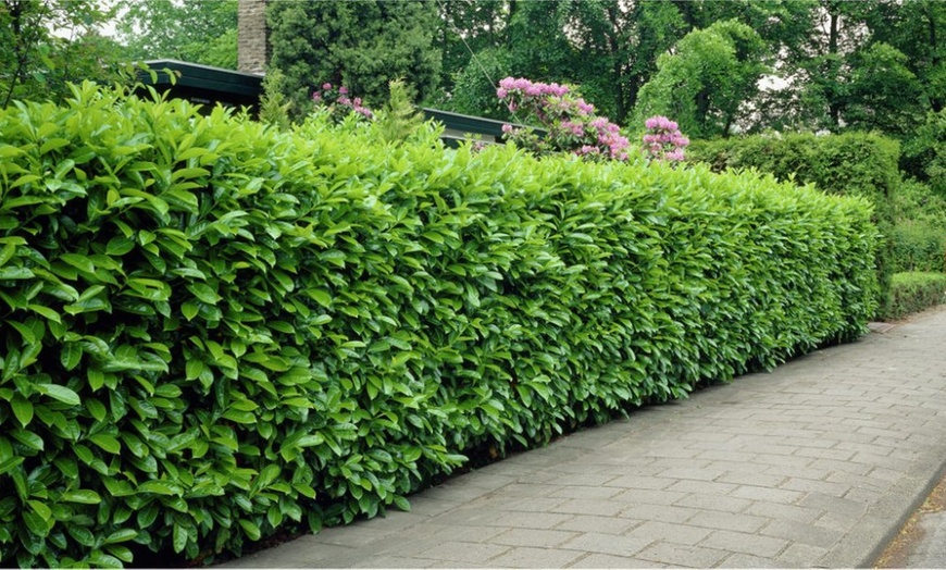 Image 1: Evergreen Laurel Hedge Plants