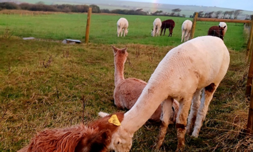 Image 7: Discover Fun with Forest/Farm School for Two or Four Children 