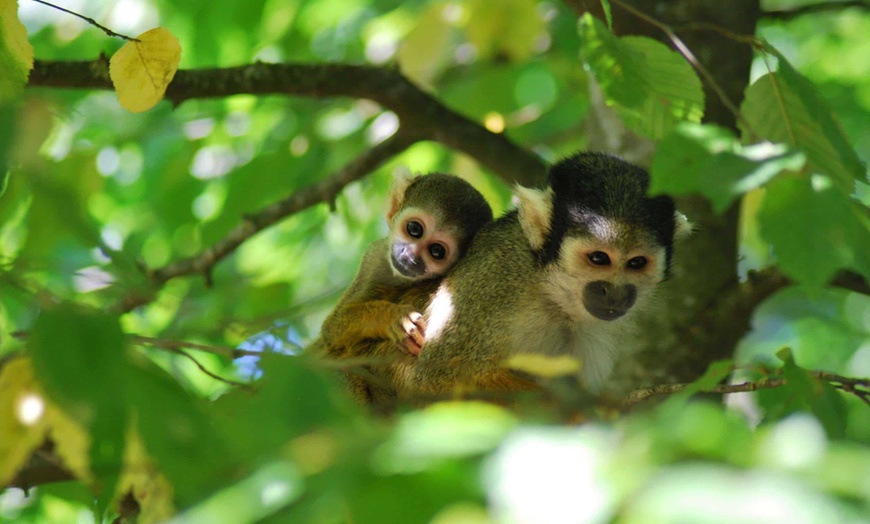 Image 7: La Vallée des Singes : expérience précieuse au cœur du monde sauvage