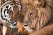 90-Minute Family or Adult Adventure Tour at Animal Park at the Conservators Center in Burlington (Up to 42% Off) - Second Medium
