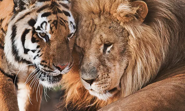 Up to 42% Off Wildlife Adventure Tours at Animal Park