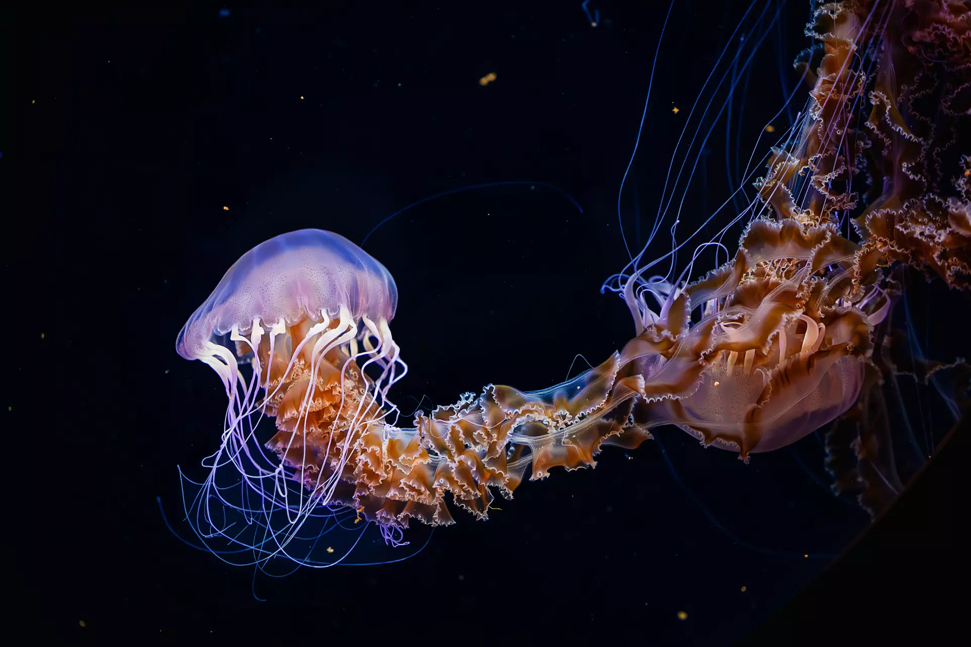 Immerse in a Seas 'n' Greetings Winter Wonderland at Birch Aquarium at Scripps (Save up to 31%)