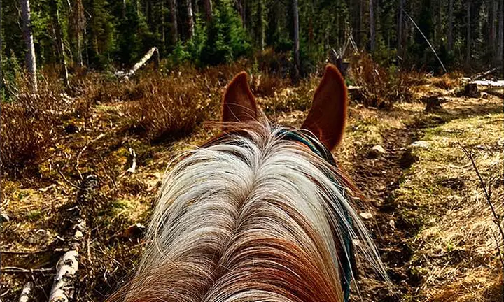 C$99 for Private 60-Minute Horseback Trail Ride for Two at Timberline Tours (C$160 Value) - Primary Image