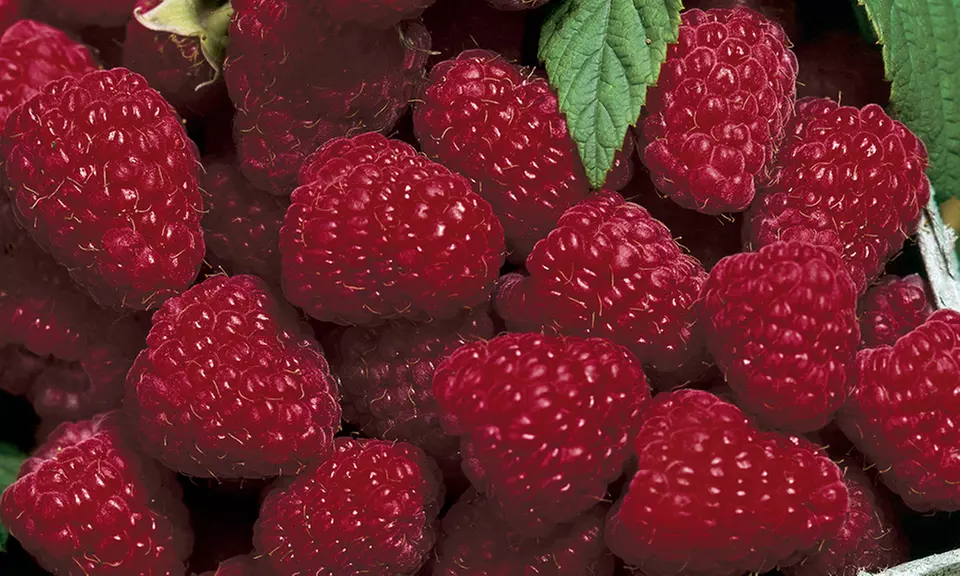 Brandywine Raspberry Bare Root Plant - Primary Image