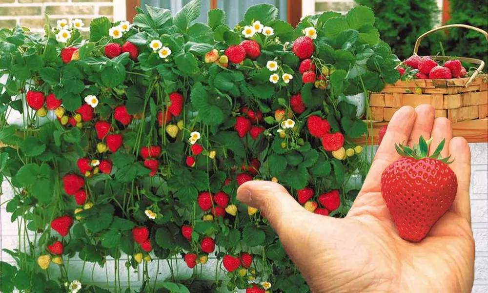 5, 10, 20 oder 40 Kletter-Erdbeerpflanze „Mount Everest “ - Primary Image