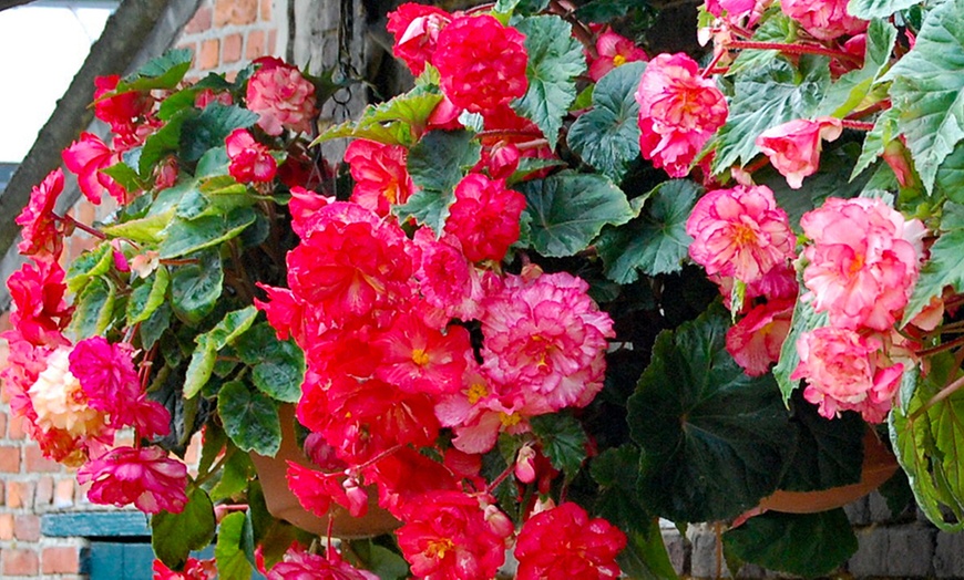 Image 4: Belgian Giant Begonia Tubers