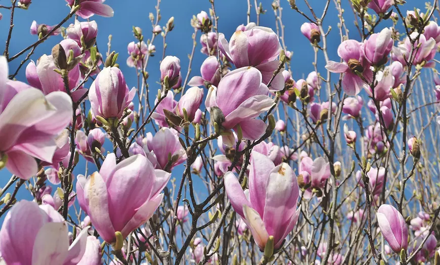 Image 1: Set van 3 of 6 Magnolia planten