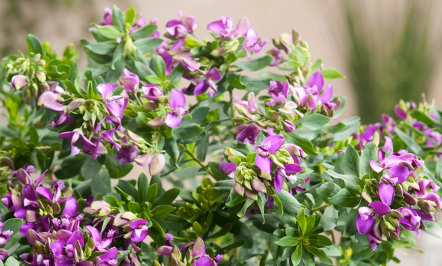 Image 2: 1 ou 2 plants de polygala myrtifolia