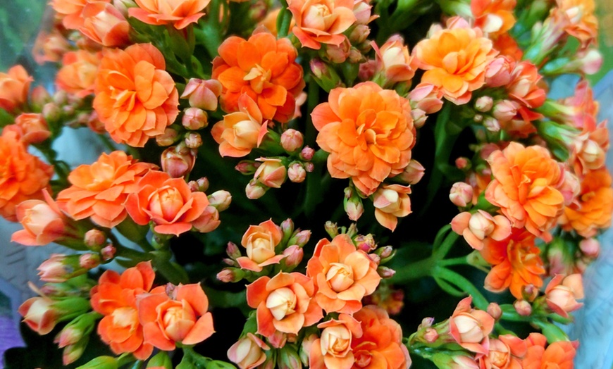 Image 2: Kalanchoë Garden Plants