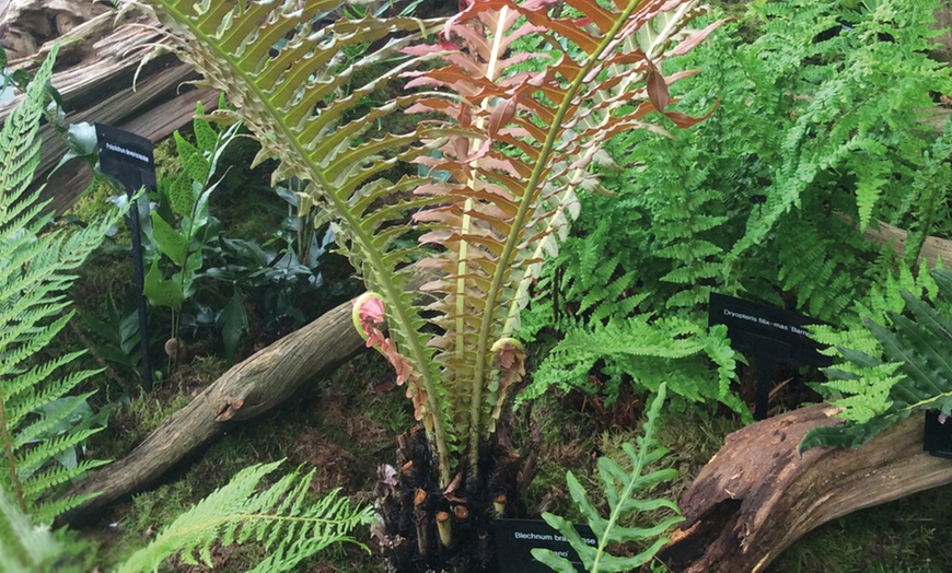 Image 2: Dwarf Brazilian Tree Fern