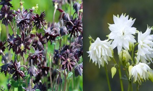 6 or 10 Aquilegia Black and White Duo Bare Roots