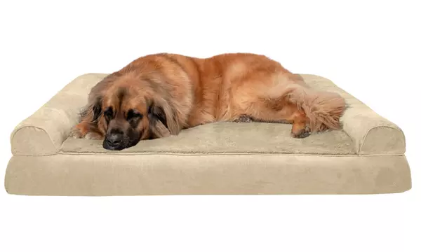 Groupon dog beds fashion