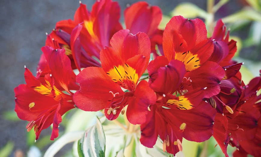 Image 2: Alstroemeria 'Rock 'n' Roll' Plant