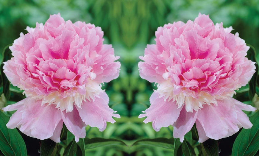 Image 2: Peony Garden Showstoppers Collection - 3 Plants