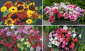 24, 48, 72 or 144 Bedding Collection Plug Plants