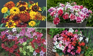 24, 48, 72 or 144 Bedding Collection Plug Plants