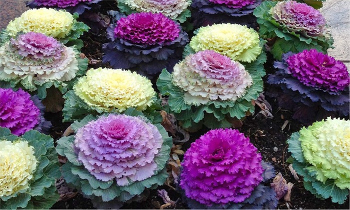 Brassica Ornamental Cabbage Plants Groupon Goods