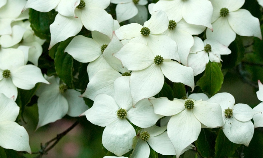 Image 1: Cornus Kousa Szechuan Strawberry 9cm Potted Plant