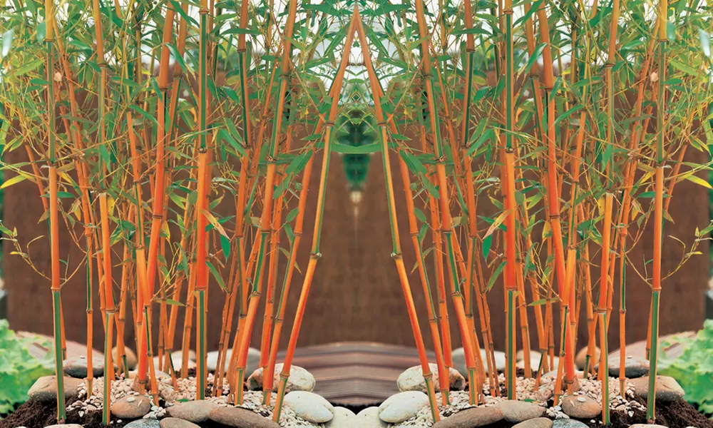One, Two or Three Bamboo Red Fountain Plants - Primary Image