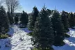 Preorder Today: 7-Foot Fresh-Cut Real Christmas Trees and Christmas Wreaths with Free Shipping - Up to 24% Off! - Second Medium