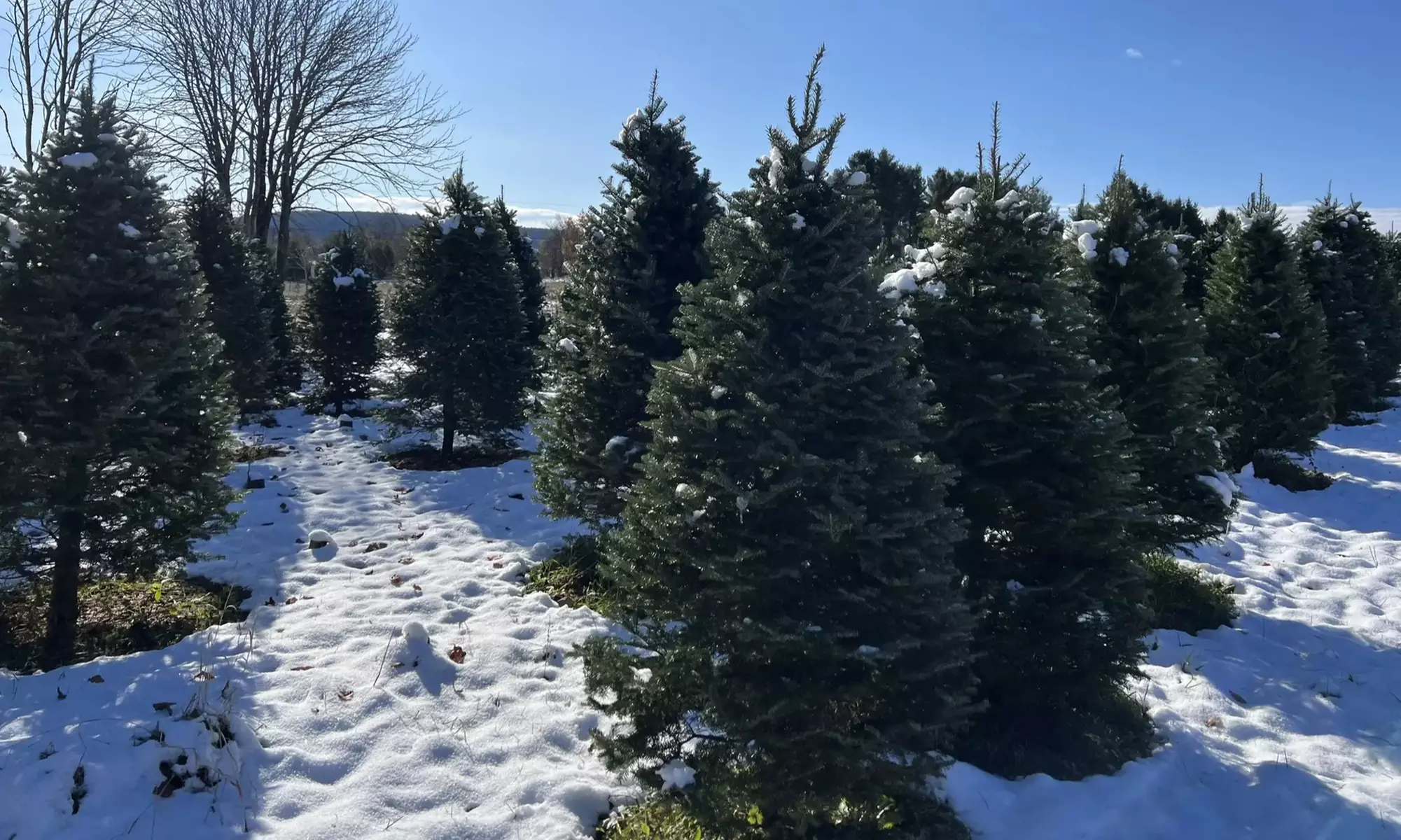 Christmas Trees in the Mail: 7-Foot Fresh-Cut Real Christmas Trees with Free Shipping