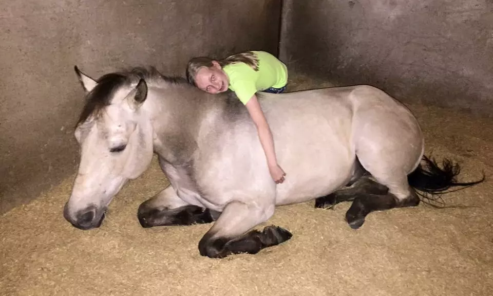 Dive Into Fun: Youth Summer Hearts and Hoofs Horse Camp Registration