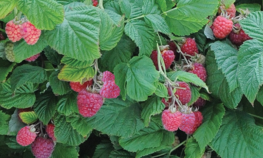 Image 4: Raspberry Ruby Beauty Potted Plant