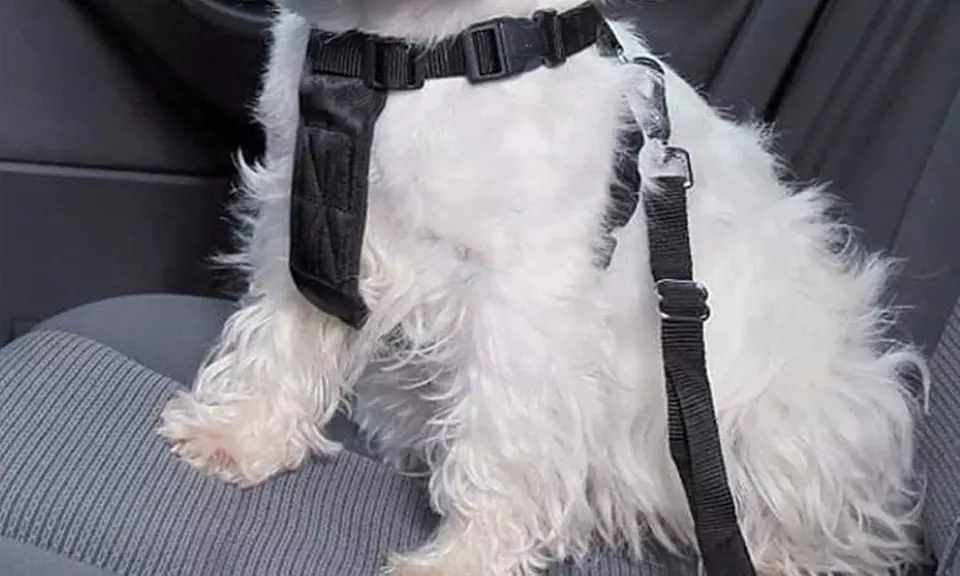 1x, 2x oder 3x Anschnallgurt für Haustiere