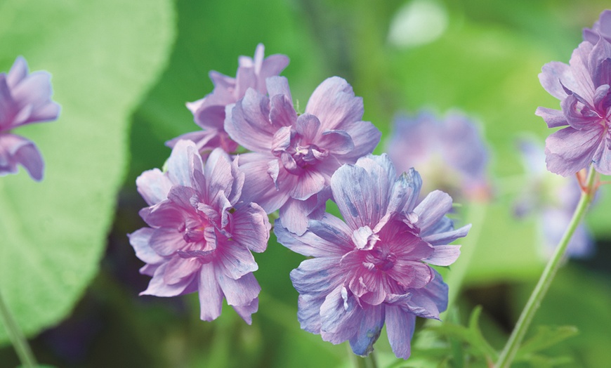 Image 7: One or Three Bare roots Geranium Double Plenum Caeruleum Plant