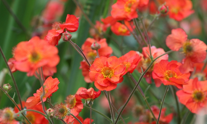 Image 5: Perennial Geum Collection - 3 or 6 Potted Plants
