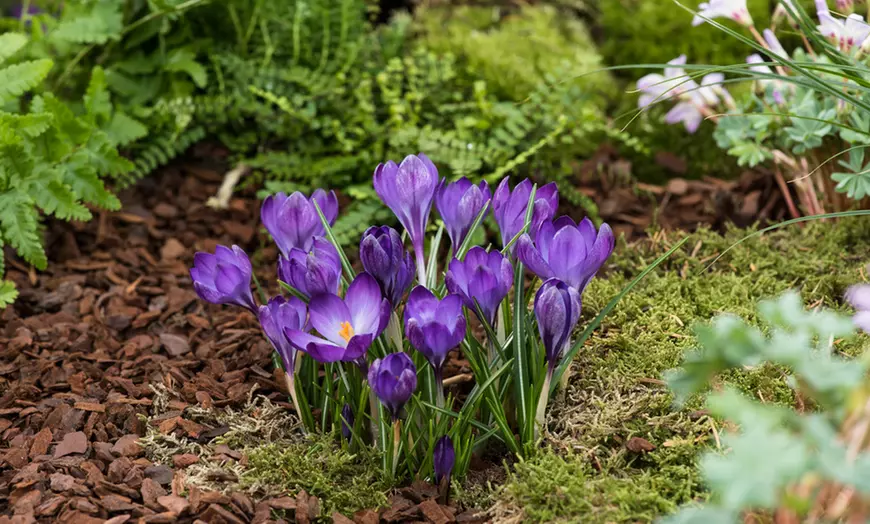 Image 4: 100 of 200 krokusbollen 'Ruby Giant'