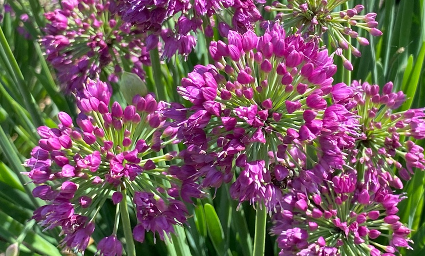 Image 2: Allium Lavender Bubbles - 1, 2 or 3 Potted Plants
