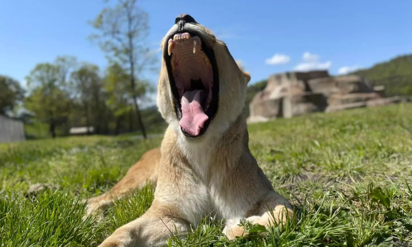 Animal Encounters at Wildlife Safari 