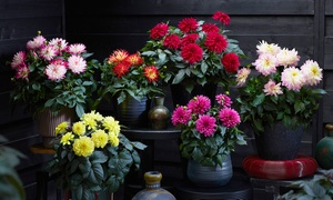 Potted Dahlia Six-Plant Collection in 9cm Pots