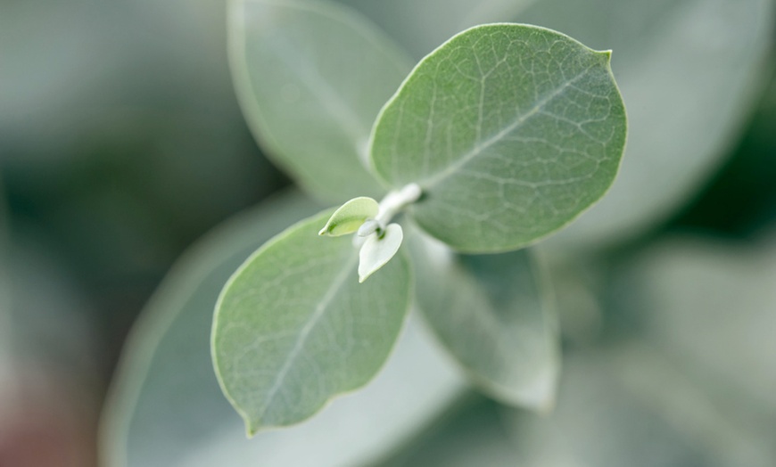 Image 5: 2, 4 ou 6 eucalyptus Gunnii 'Baby Blue' 