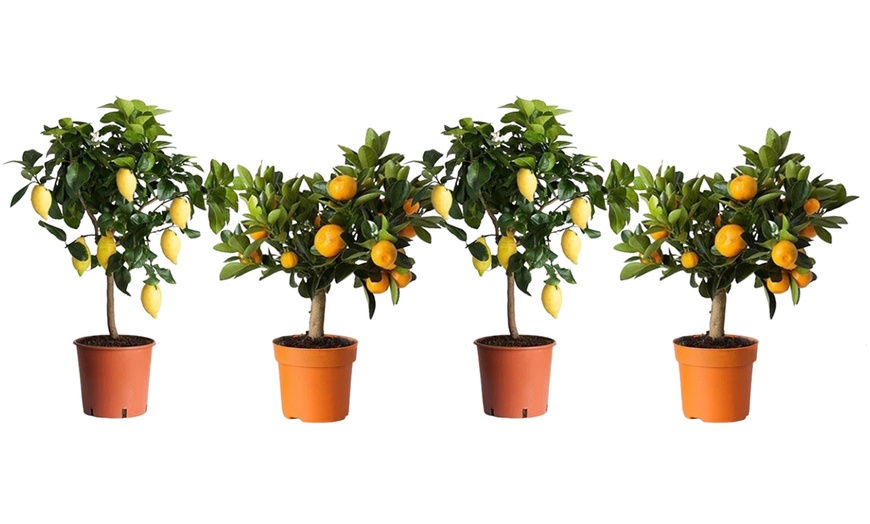 Image 1: Set van 4 Citrus planten