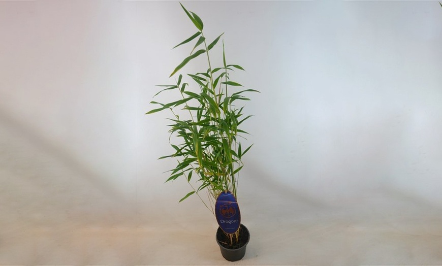 Image 6: Clumping Blue Bamboo