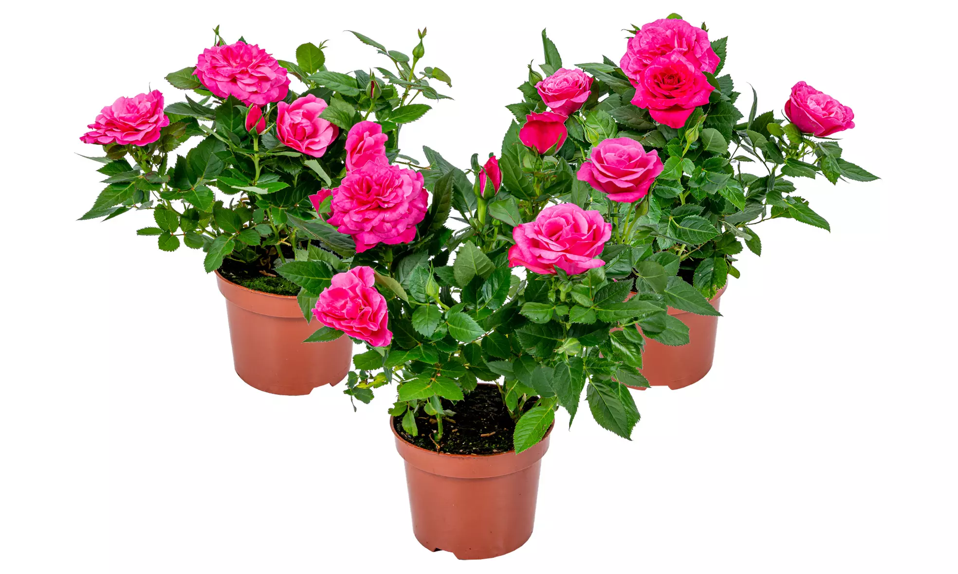 Set di 3 piante di rose in vaso