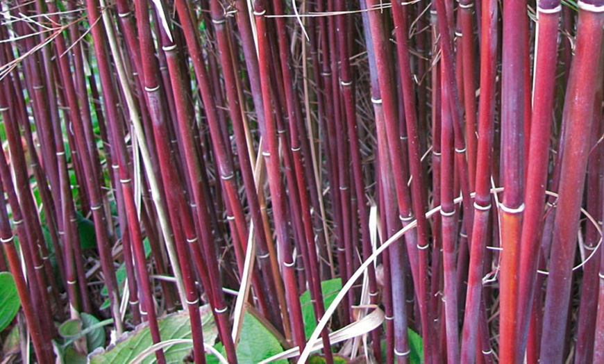 Image 3: One or Two Asian Wonder 9cm Bamboo Plants
