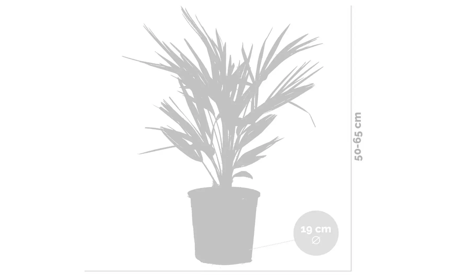 Palmier nain européen rustique Chamaerops "Humilis"