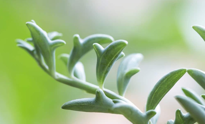 Image 1: Plante du dauphin senecio peregrinus