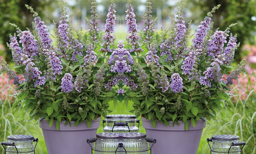 Image 4: Dwarf Buddleja High Five Purple - 1, 3 or 5 Potted Plants
