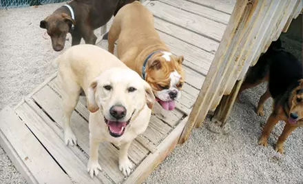 One or Five Days of Doggy Day Camp or One or Seven Overnight Stays at Camp Bow Wow in Burnsville  - Primary Image