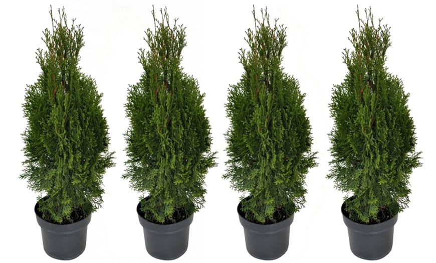 Image 5: Thuja Smaragd Hedging Plant