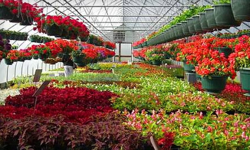 Proper Plants Inc. in - Lexington, Kentucky | Groupon