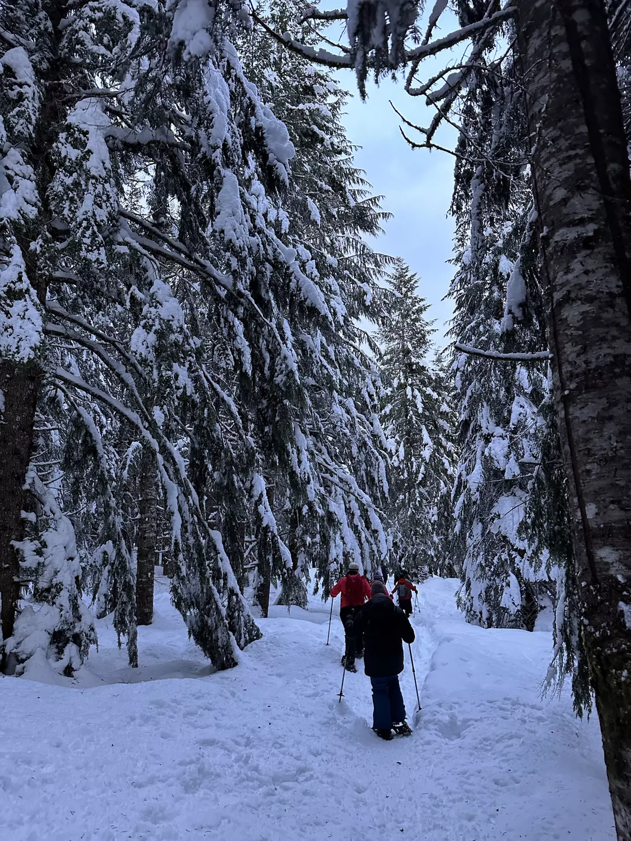 Guided Snowshoeing in Mt St Helens or Mt. Hood for 4 Hours