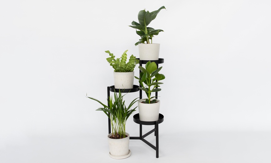Image 1: Assortiment de plantes d'intérieur 